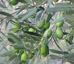 Oli de Mallorca - Illes Balears - Productes agroalimentaris, denominacions d'origen i gastronomia balear